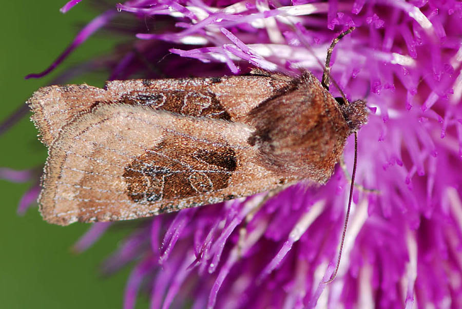 Falena da id. : Chersotis cuprea